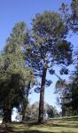 Pine - Maritime : Pinus pinaster