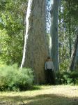 Gum - Spotted : Corymbia maculata