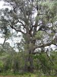 Tuart "Wonnerup" : Eucalyptus gomphocephela