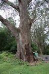 Brown Barrel : Eucalyptus fastigata