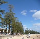 Norfolk Island Pine : Araucaria heterophylla