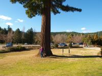 Redwood : Sequoia sempervirens