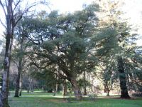 Cork : Quercus suber