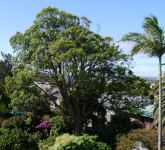 Apple - Rough-barked : Angophora floribunda