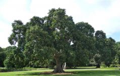 Fig - Council : Ficus altissima