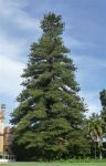 Norfolk Island Pine : Araucaria heterophylla