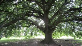 Oak : Quercus robur