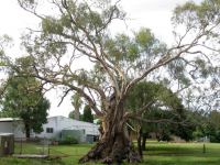 Gum - River Red : Eucalyptus camaldulensis