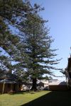 Norfok Island Pine : Araucaria heterophylla