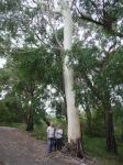 Gum - Manna, Ribbon : Eucalyptus viminalis