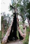 Red Tingle "Hollow Trunk" : Eucalyptus jacksonii