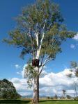 Gum - Forest Red "Burl Tree" : Eucalyptus tereticornis