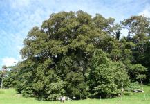 Fig - Moreton Bay  "Big Mother" : Ficus macrophylla