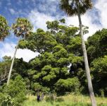 Fig - Small-leaved : Ficus obliqua