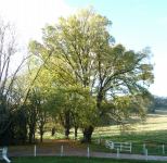 Elm - English : Ulmus procera