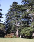 Cedar - Deodar : Cedrus deodara