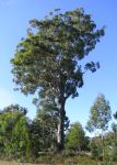 Blackbutt : Eucalyptus pilularis