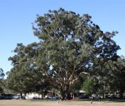 Blackbutt : Eucalyptus pilularis