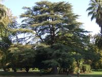 Cedar - Deodar : Cedrus deodara