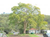 Jacaranda : Jacaranda mimosifolia