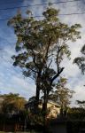 Gum - Bangalay,  Southern Mahogany : Eucalyptus botryoides