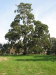 Gum - Gippsland Red : Eucalyptus tereticornis ssp. mediana