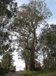 Gum - Gippsland Red : Eucalyptus tereticornis ssp. mediana