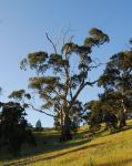 Blue Gum - South Australian : Eucalyptus leucoxylon