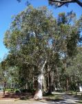 Gum - Scribbly  : Eucalyptus haemastoma