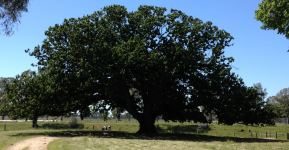 Oak : Quercus robur