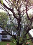 Mahogany - Swamp : Eucalyptus robusta