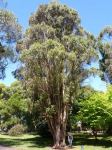 Bluegum - Bushy : Eucalyptus globulus 'Compacta'