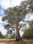 Gum - River Red "Dwyer Creek Tree" : Eucalyptus camaldulensis