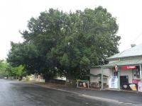 Oak - Algerian : Quercus canariensis