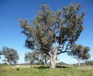 Box - White : Eucalyptus albens