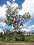 Gum - Forest Red  : Eucalyptus tereticornis