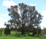 Wattle - Black  : Acacia concurrens