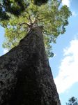 Crow's Ash, Australian Teak : Flindersia australis