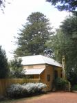 Norfolk Island Pine : Araucaria heterophylla