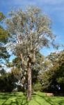 Ironbark - Silver-leaved : Eucalyptus melanophloia