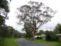 Gum - Blakelys Red : Eucalyptus blakelyi