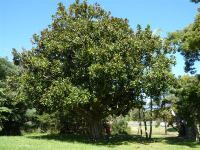 Magnolia  : Magnolia grandiflora