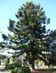 Hoop Pine : Araucaria cunninghamii