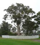 Gum - Scribbly Hard-leaved : Eucalyptus sclerophylla