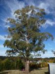 Box - Yellow : Eucalyptus melliodora