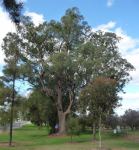 Box - Fuzzy  : Eucalyptus conica