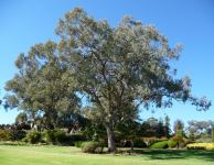 Box - White : Eucalyptus albens