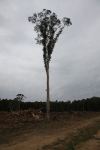 Blue Gum - Southern : Eucalyptus bicostata