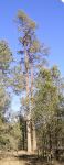 Pine - White Cypress "West Parent Pine" : Callitris glaucophylla