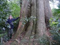 Brown Barrel  : Eucalyptus fastigata